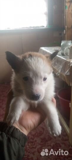 Продажа собак щенков