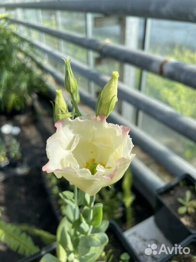 Эустома (лизиантус) микс