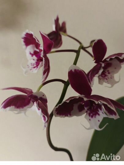 Орхидея фаленопсис Санта Клаус