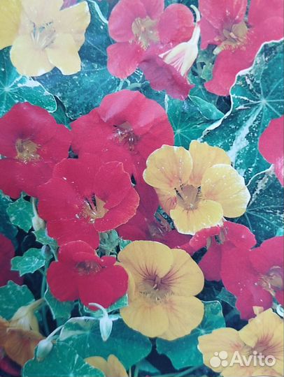 Предлагаю рассаду однолетних цветов настурции и др