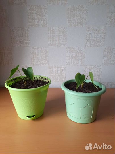 Антуриум красный