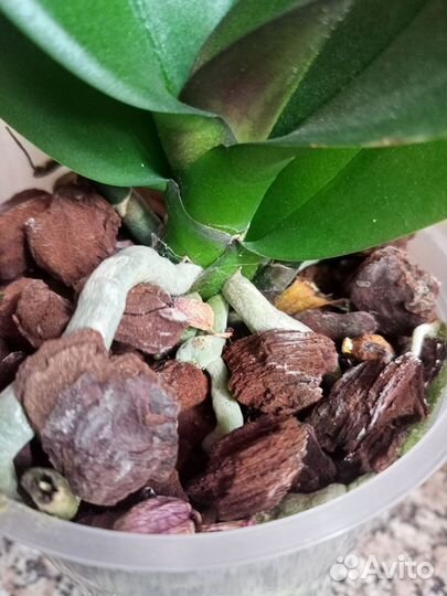 Орхидея биг лип Элеганс, отцветает