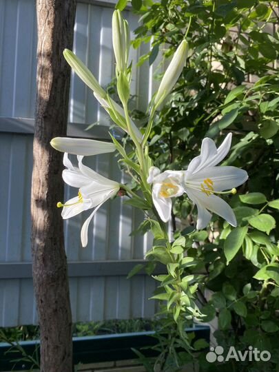 Продам лилии