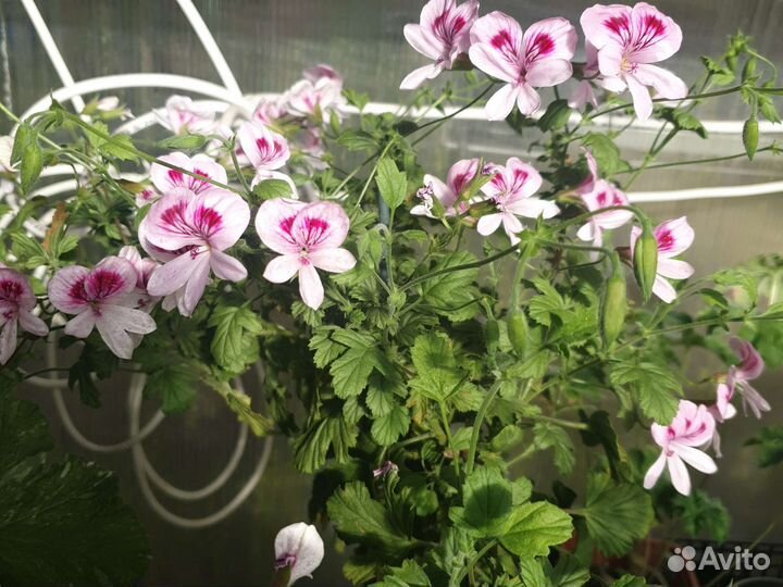 Душистые пеларгонии