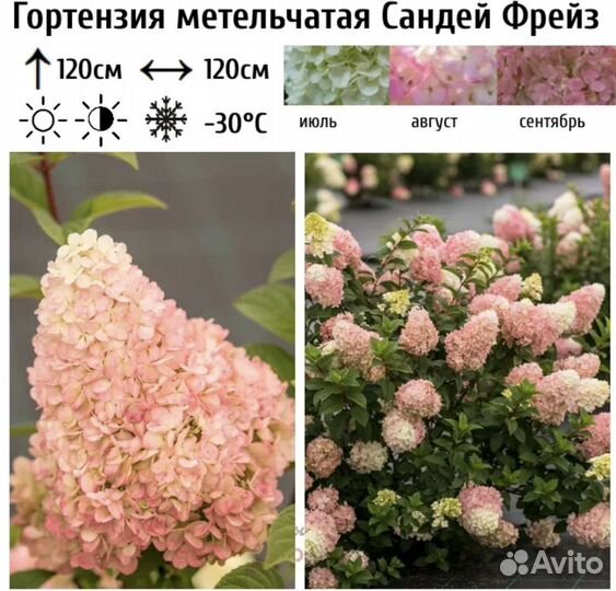 Гортензия метельчатая Sundae Fraise(Сандей Фрайз)