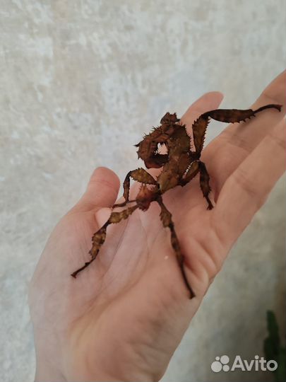 Австралийский палочник