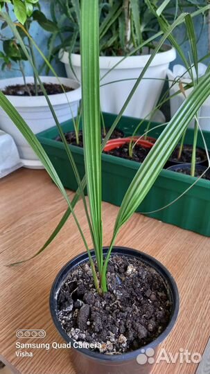 Продам цветы комнатные