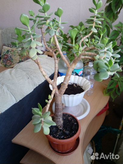 Продаю денежное дерево 2 штуки или обмен