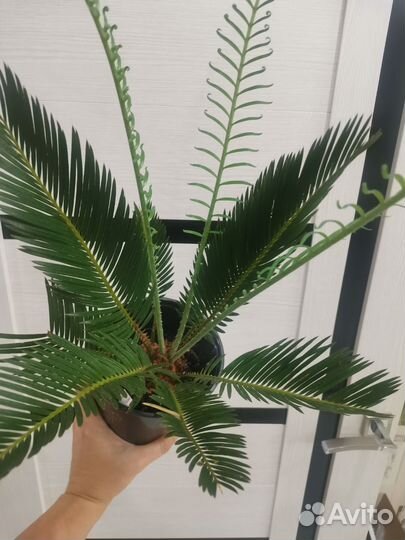 Цикас революта