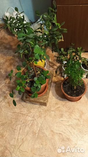 Комнатные цветы