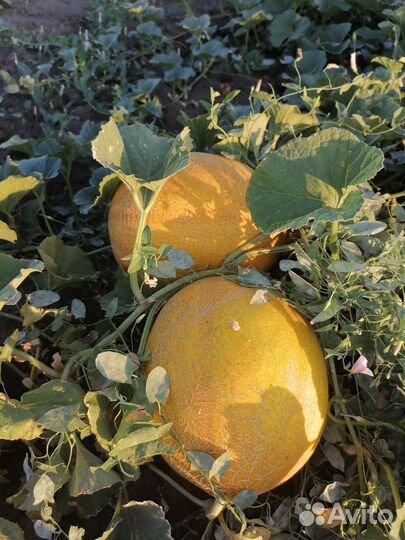 Дыня оптом камышин