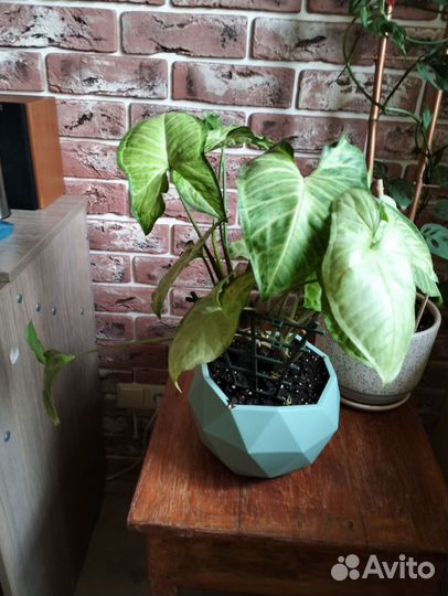 Ктенанта Бурле маркса, Сингониум баттерфляй