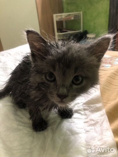 Отдам в хорошие руки котенка