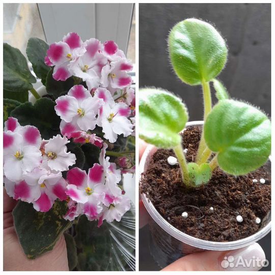 Фиалки детки