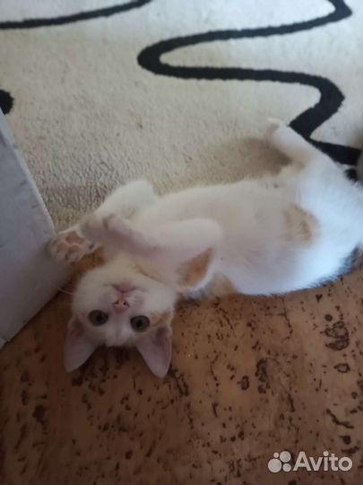 Котенок трехцветный