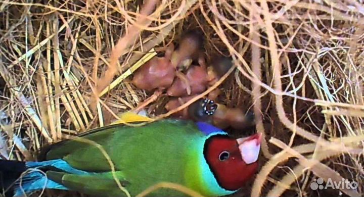 Амадина Гульда