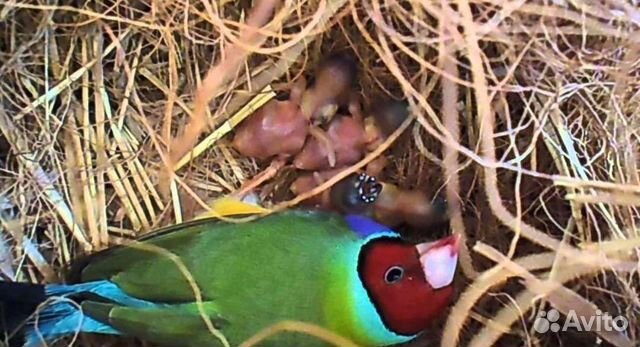 Амадина Гульда