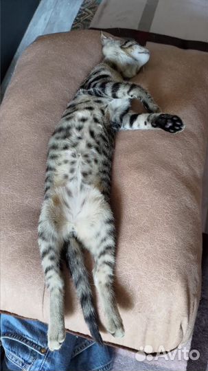 Экзотический метис из Абхазии