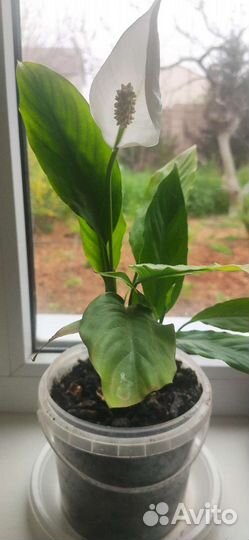 Спатифиллюм