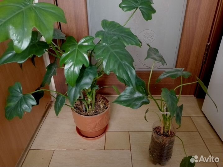 Ароидные и др