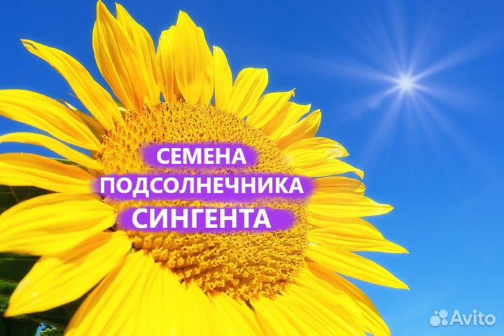 Гибриды семена подсолнечника Сингента (Syngenta)