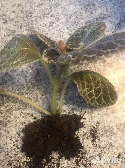 Цветы-эписция, пальма панданус