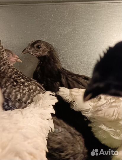 Отдам петушков 1,5 месяца