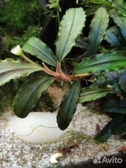 Буцефаландра