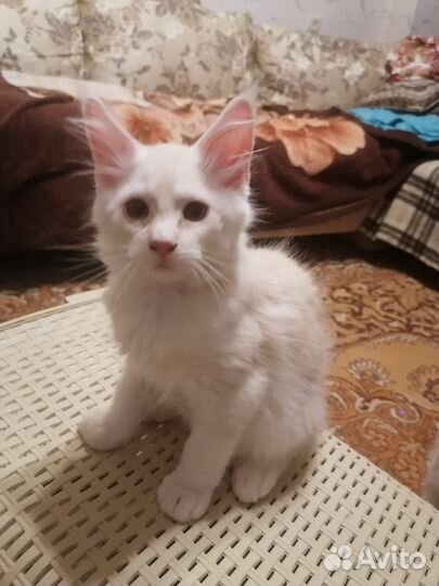 Мейн-кун мальчик