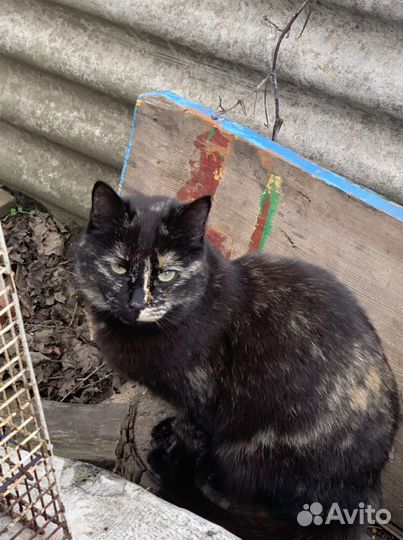 Кошки и коты стерилизованые