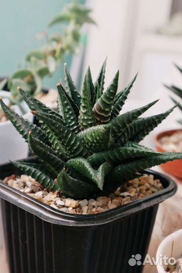 Хавортии, седумы, алоэ