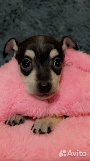 Продаю щенков Той терьер