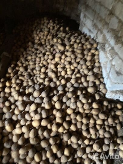 Продаю семенной картофель,сорт гала