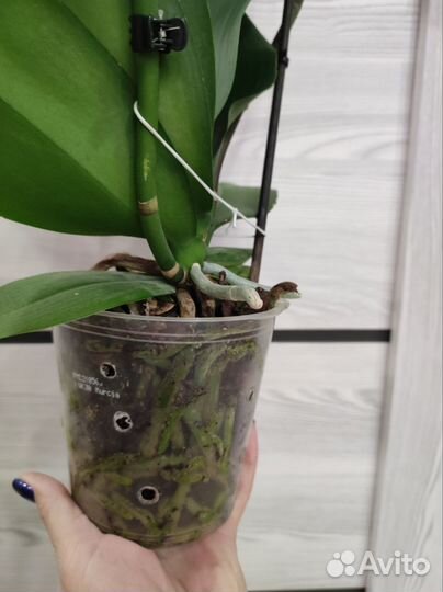 Орхидея фаленопсис