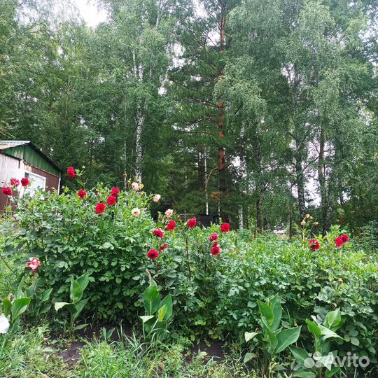 Георгины клубни