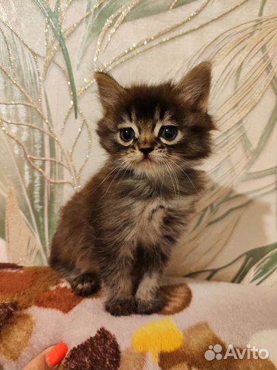 Котята норвежская лесная