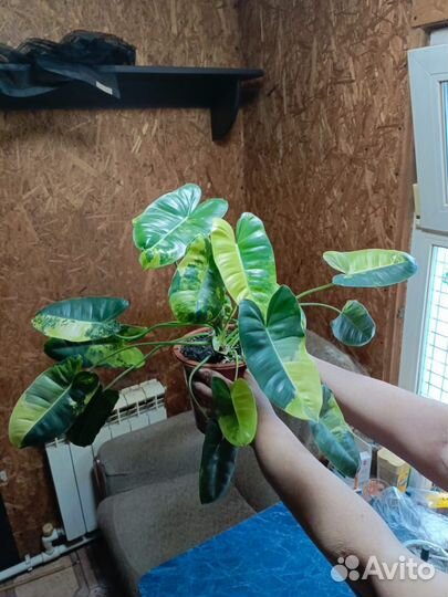 Филодендрон бурле макс вариегатный