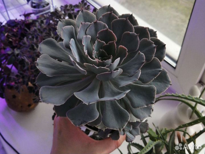 Эхиверия. Суккуленты