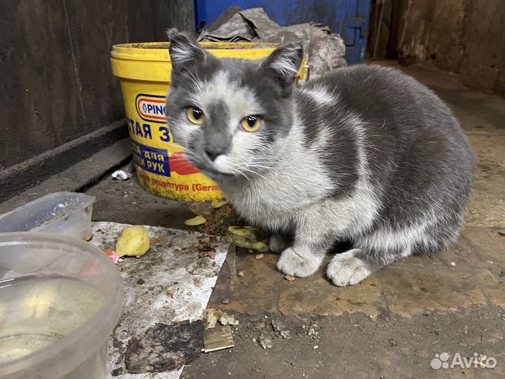Котик ищет дом