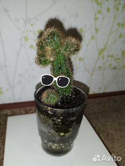 Кактус Тайский