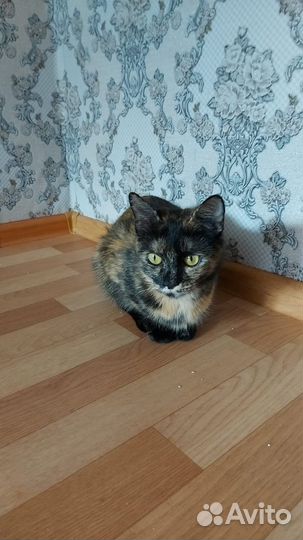 Ждём мамочку