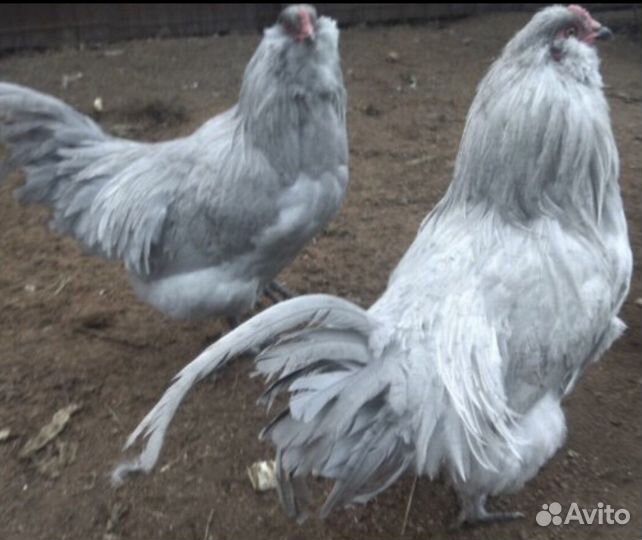 Семья кур Амераукан Лаванда