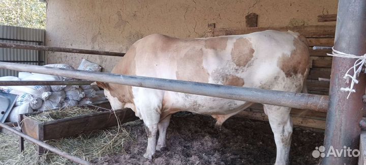 Быки и бараны