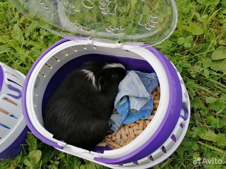 Переноска для грызунов