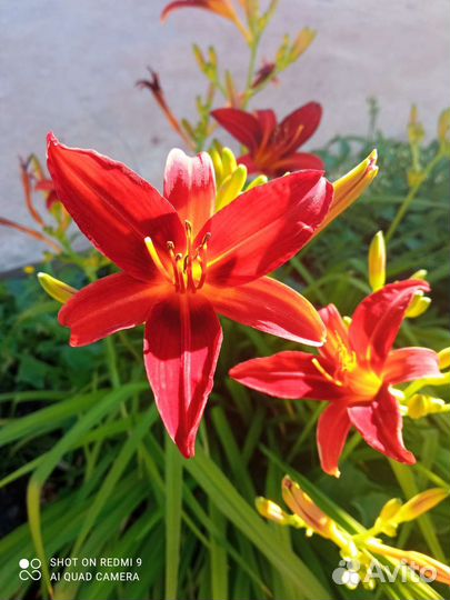 Лилейник сортовой