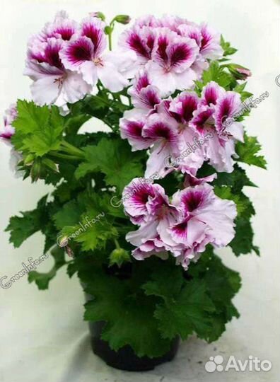 Пеларгония герань