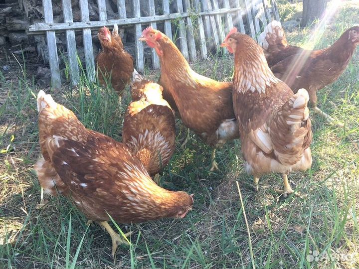 Куры несушки