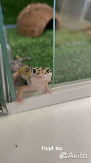 Эублефар + террариум с оформлением