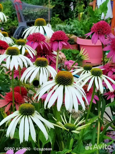 Саженцы эхинацеи