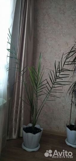Финиковая пальма